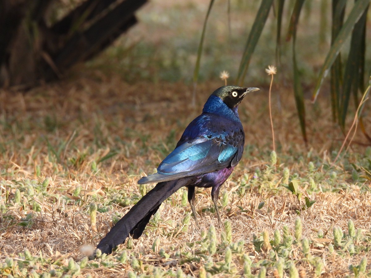 Long-tailed Glossy Starling - ML619901767