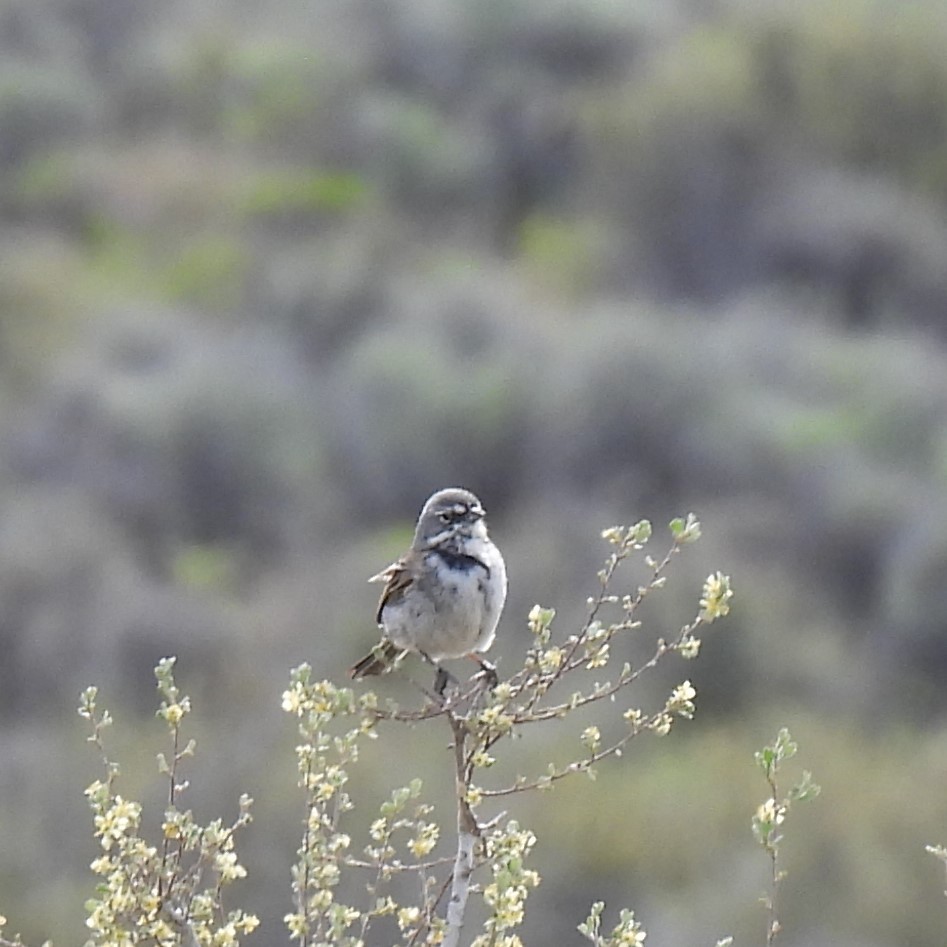 Sagebrush Sparrow - Margi Finch