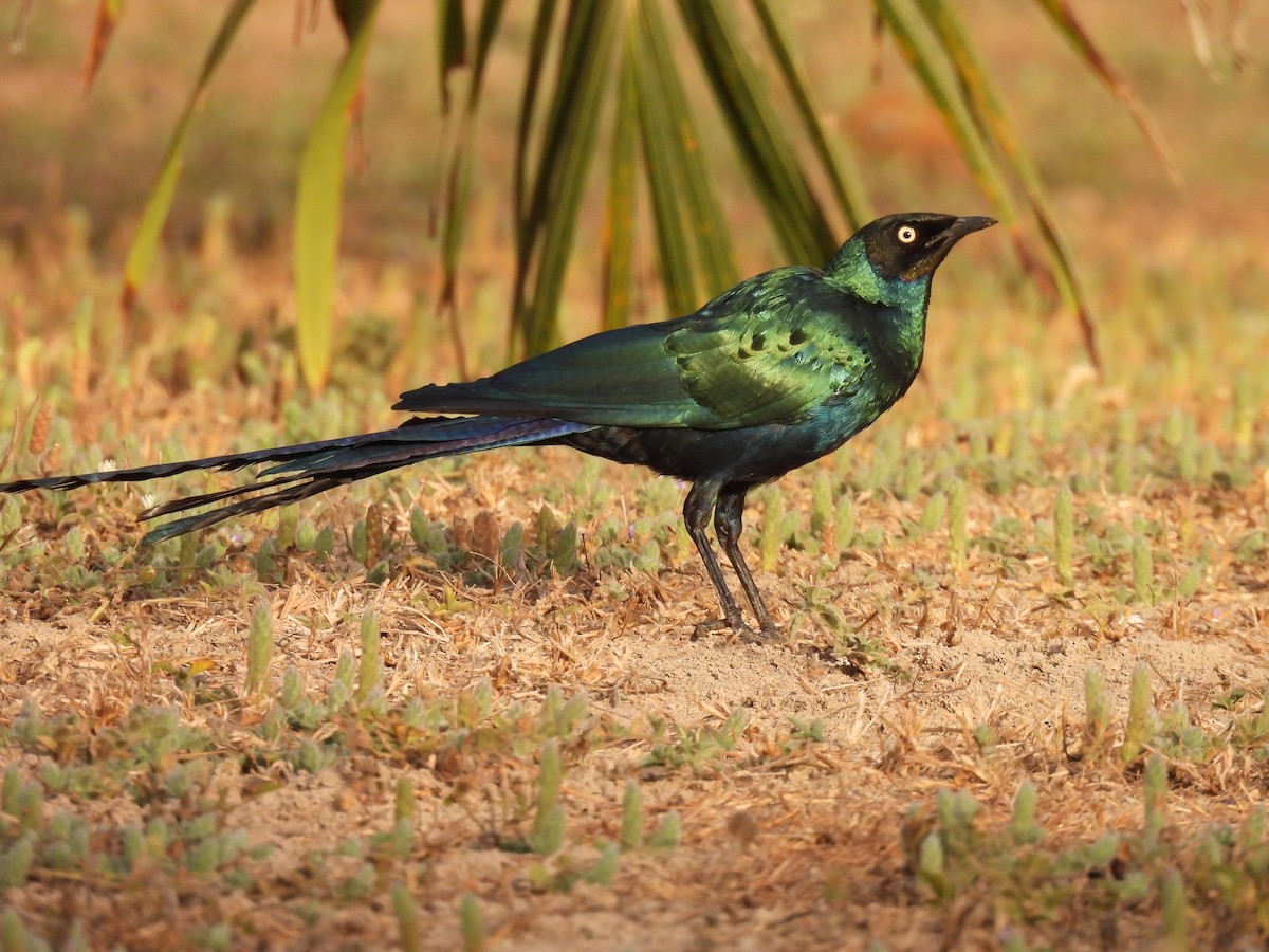 Long-tailed Glossy Starling - ML619901771