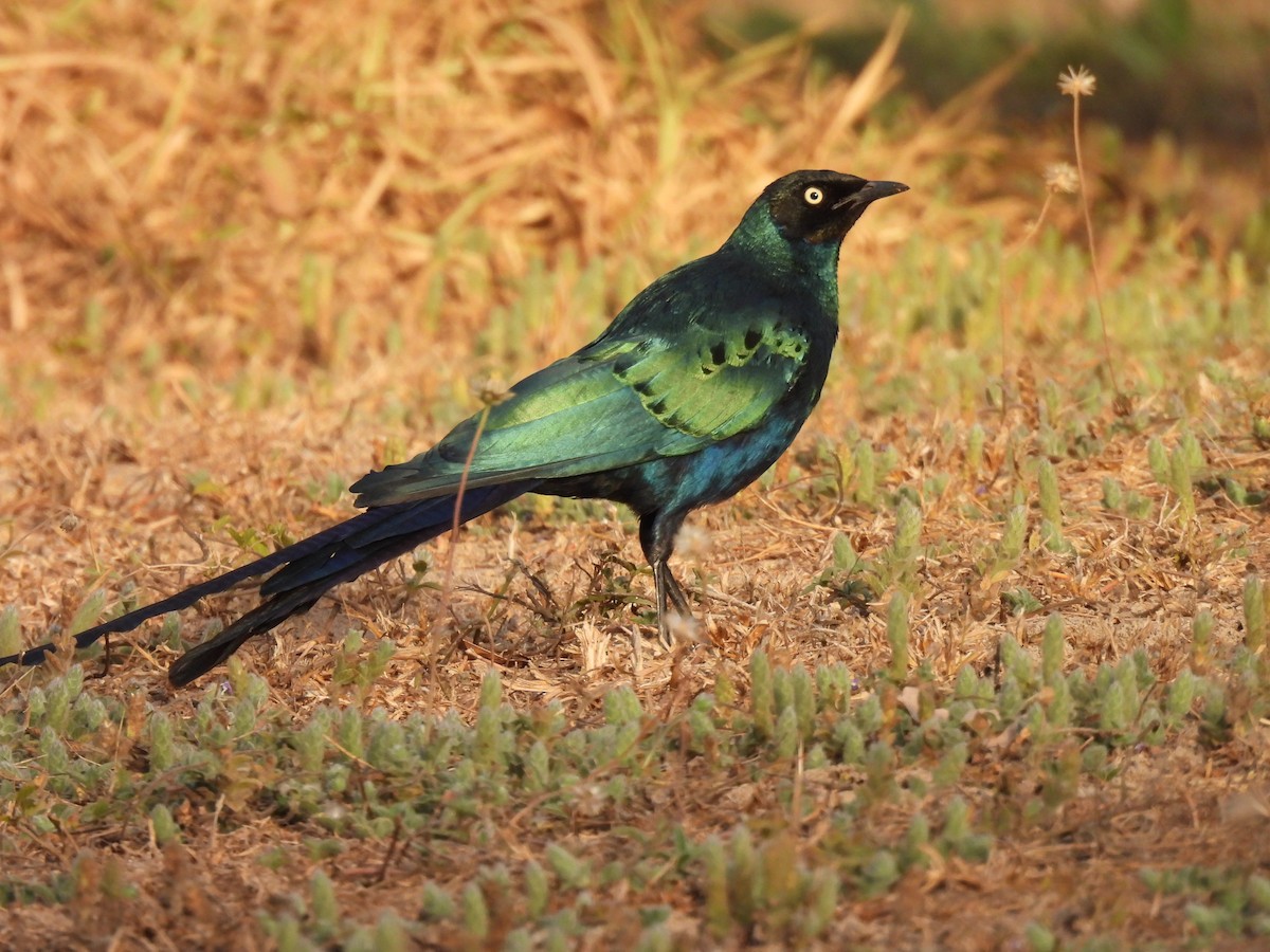 Long-tailed Glossy Starling - ML619901772