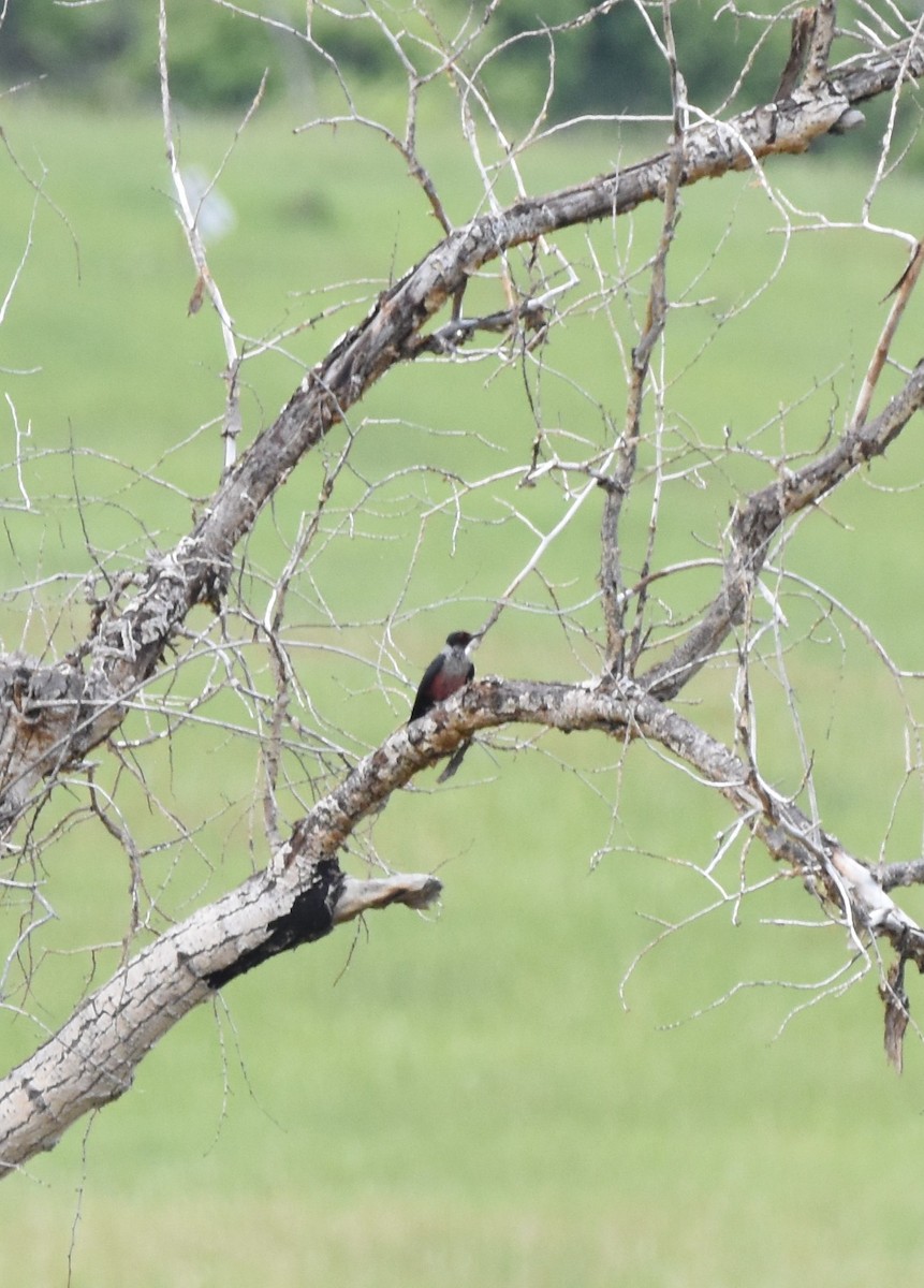 Lewis's Woodpecker - ML619901773