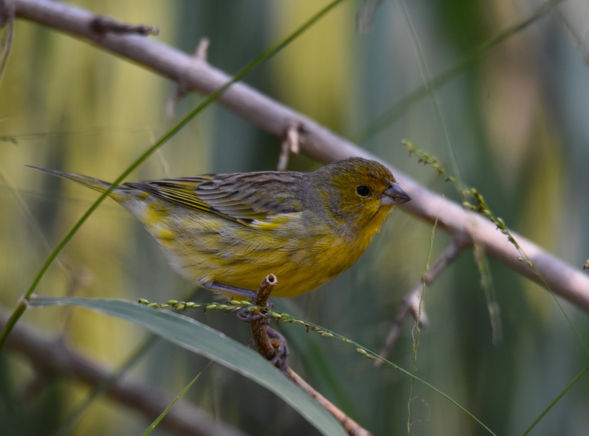 Saffron Finch - ML619901779