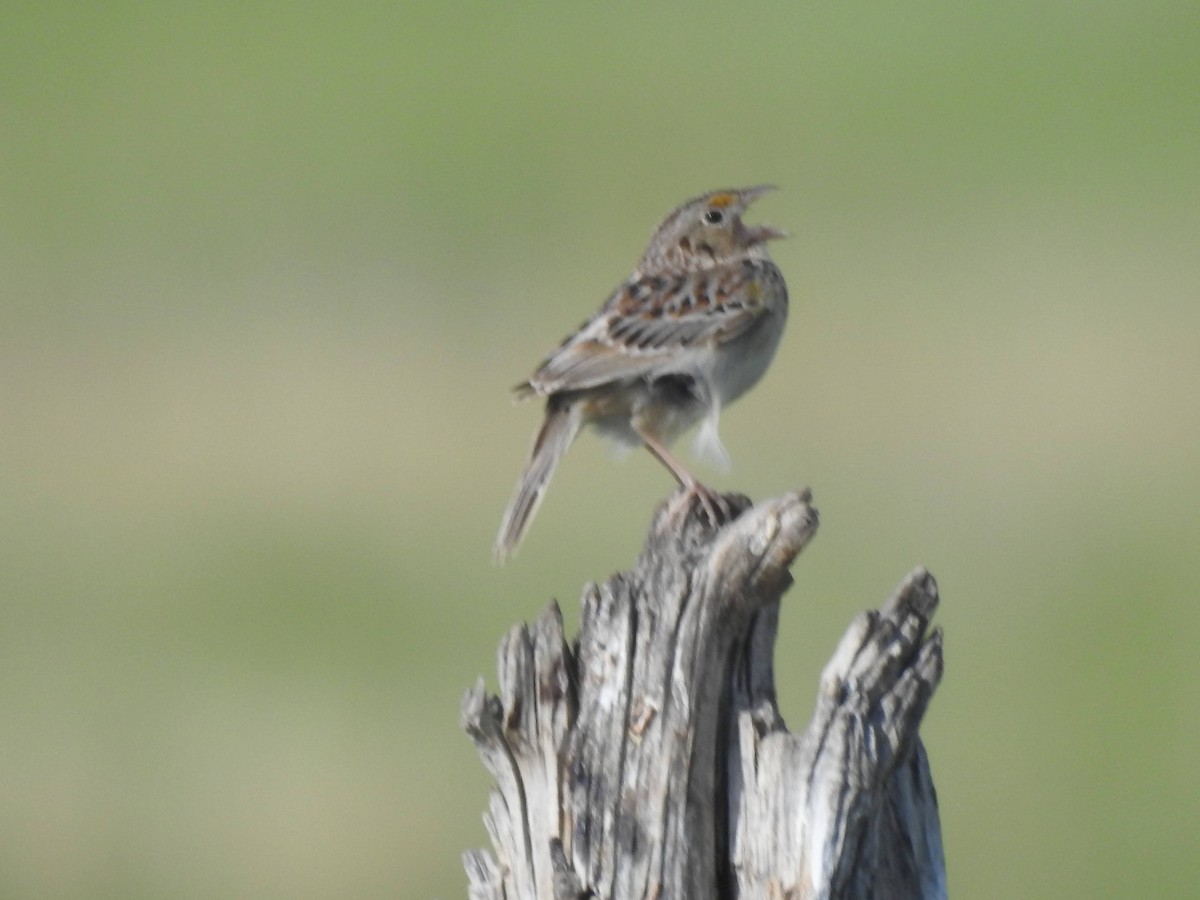Grasshopper Sparrow - ML619901784