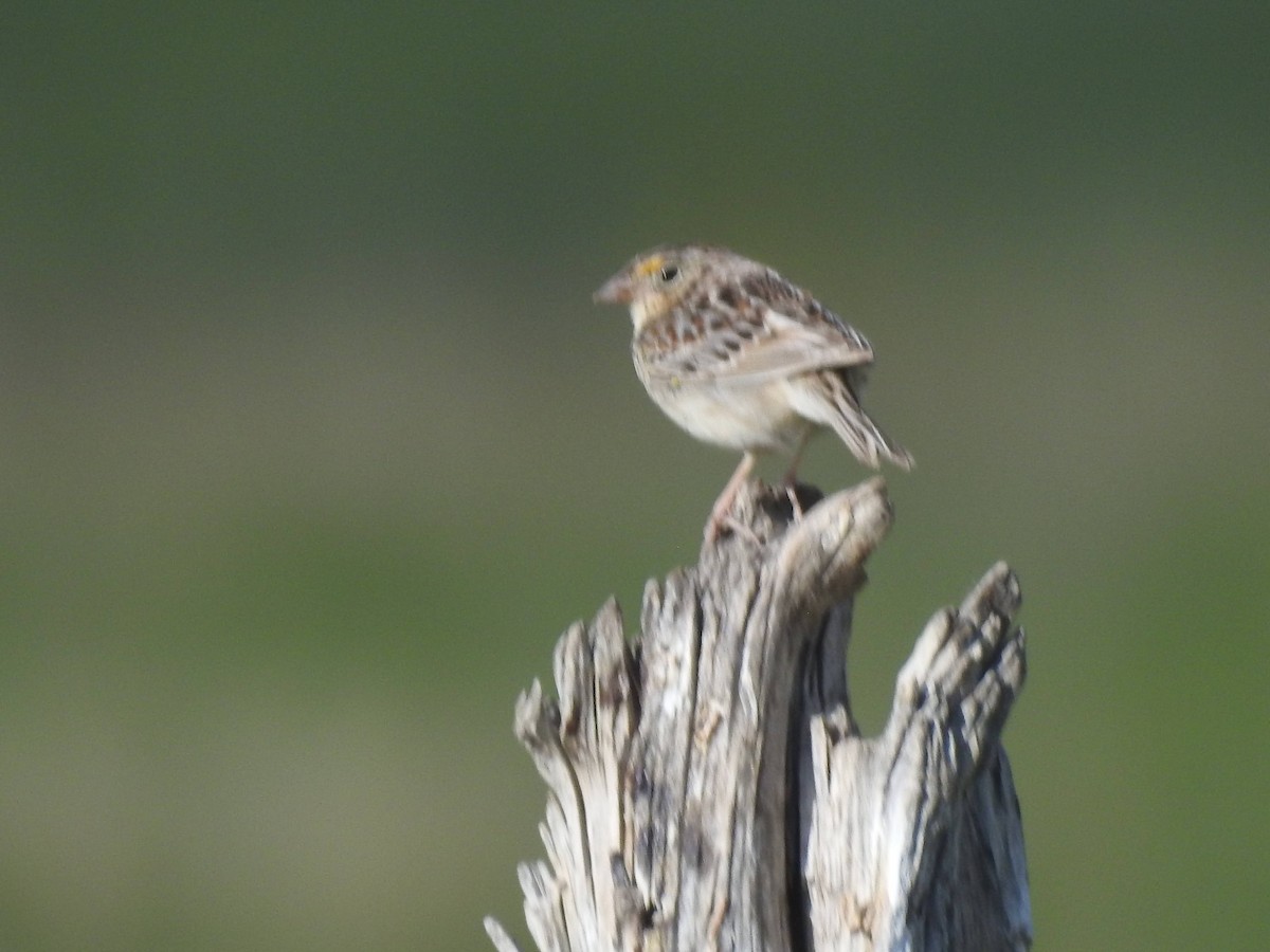 Grasshopper Sparrow - ML619901785