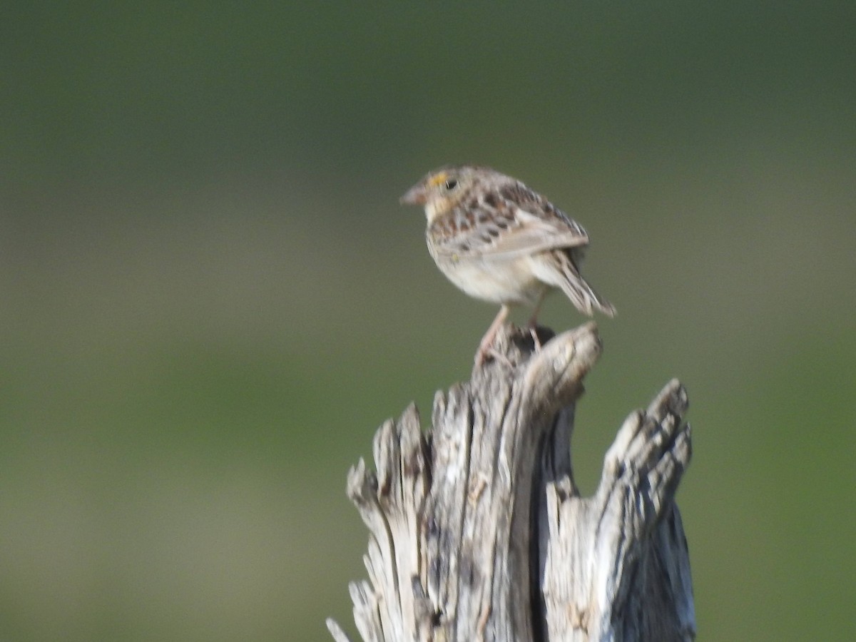 Chingolo Saltamontes - ML619901785