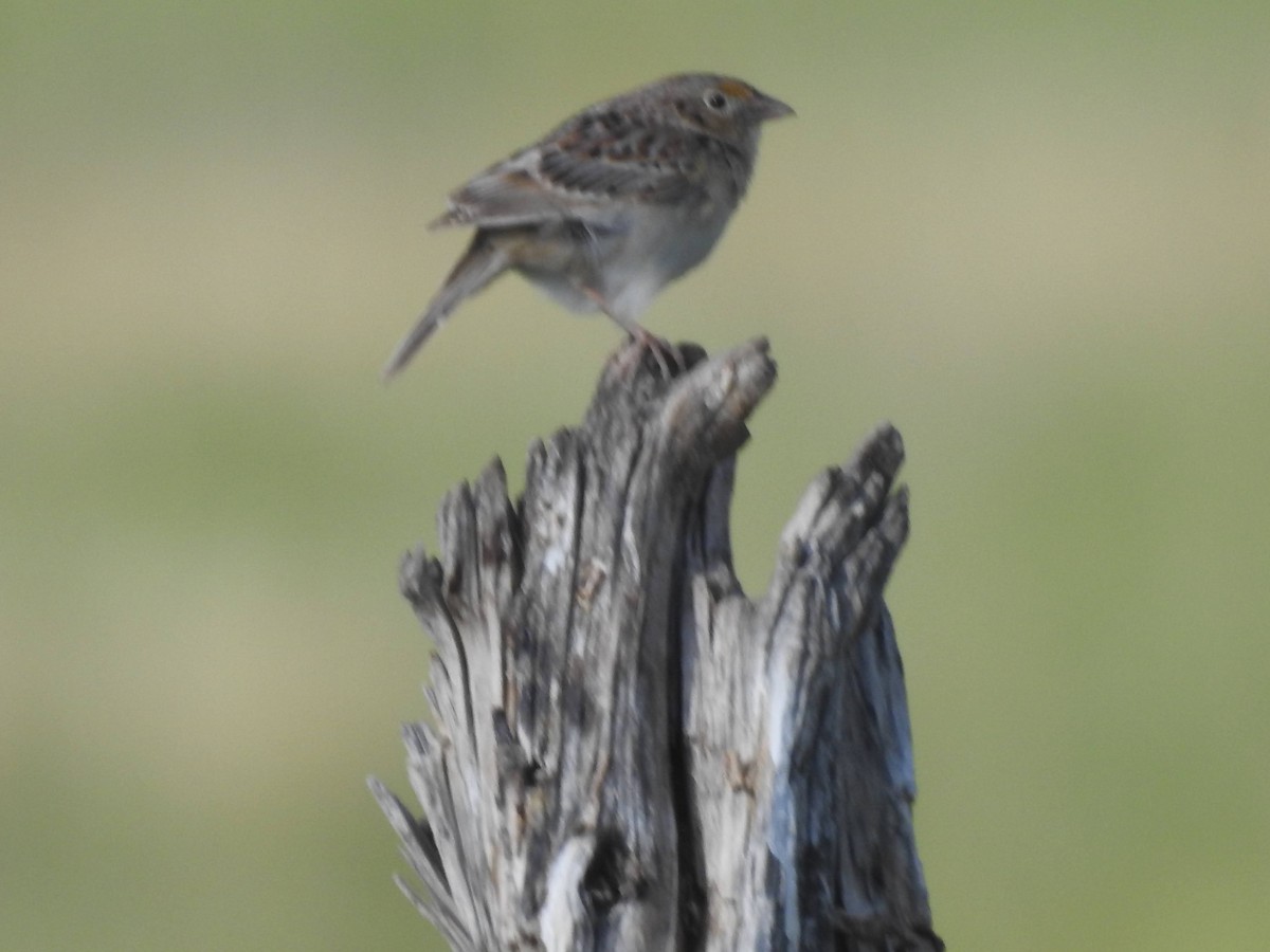 Grasshopper Sparrow - ML619901786