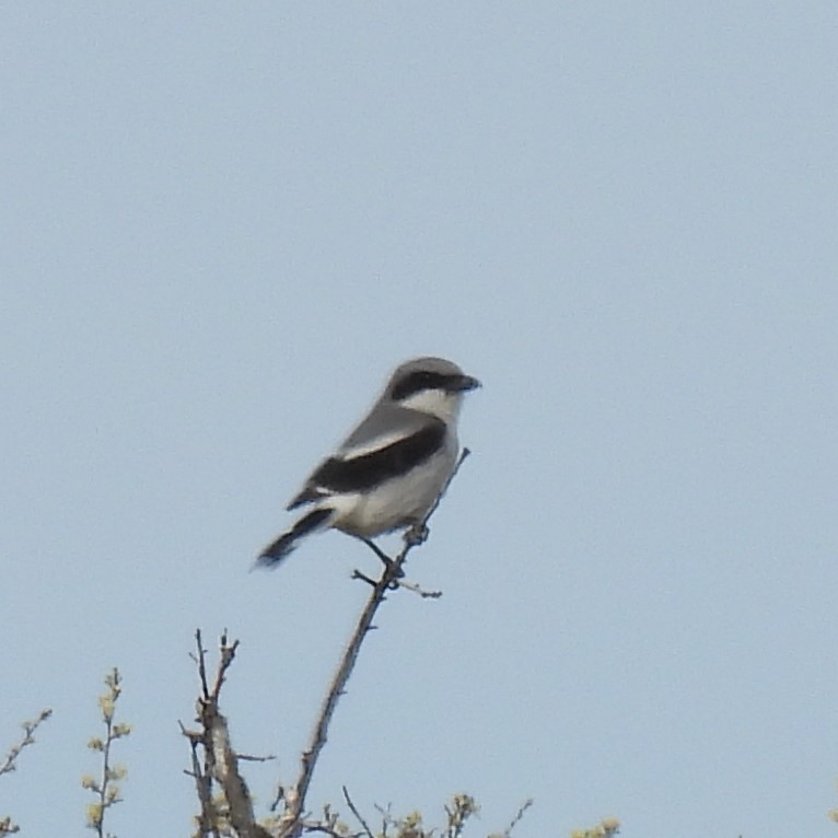 Loggerhead Shrike - ML619901788