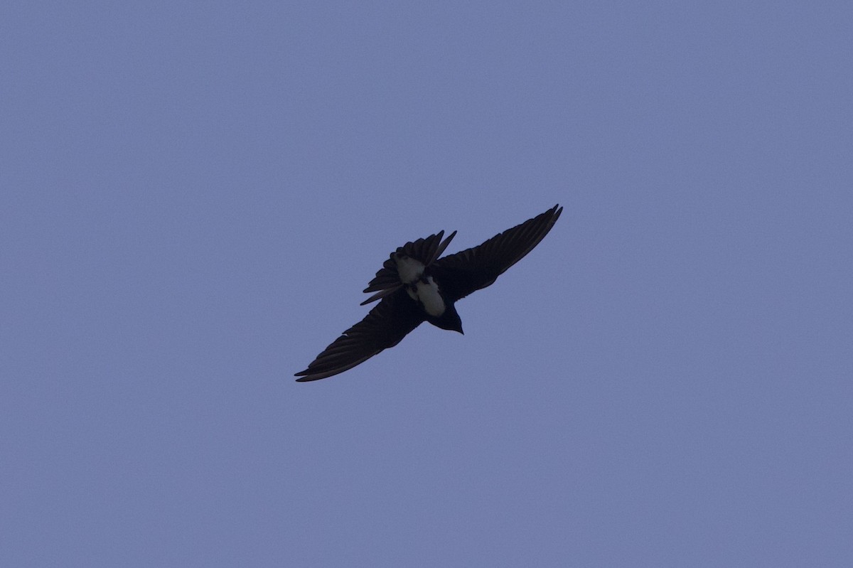 Golondrina Caribeña - ML619901792