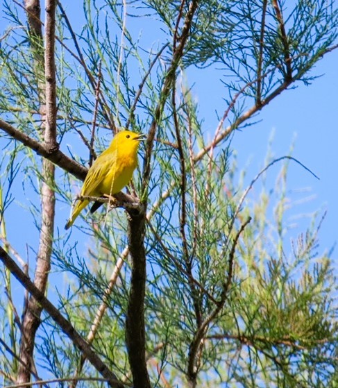 Yellow Warbler - ML619901799