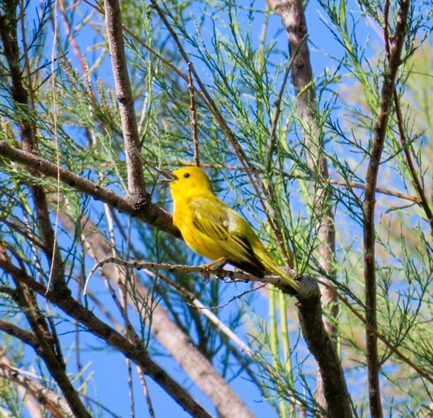 Yellow Warbler - ML619901800