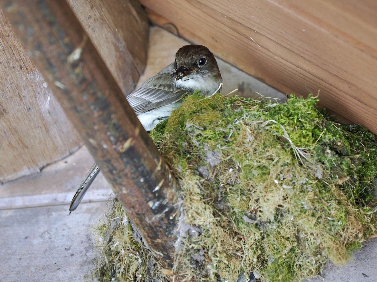 Eastern Phoebe - ML619901815