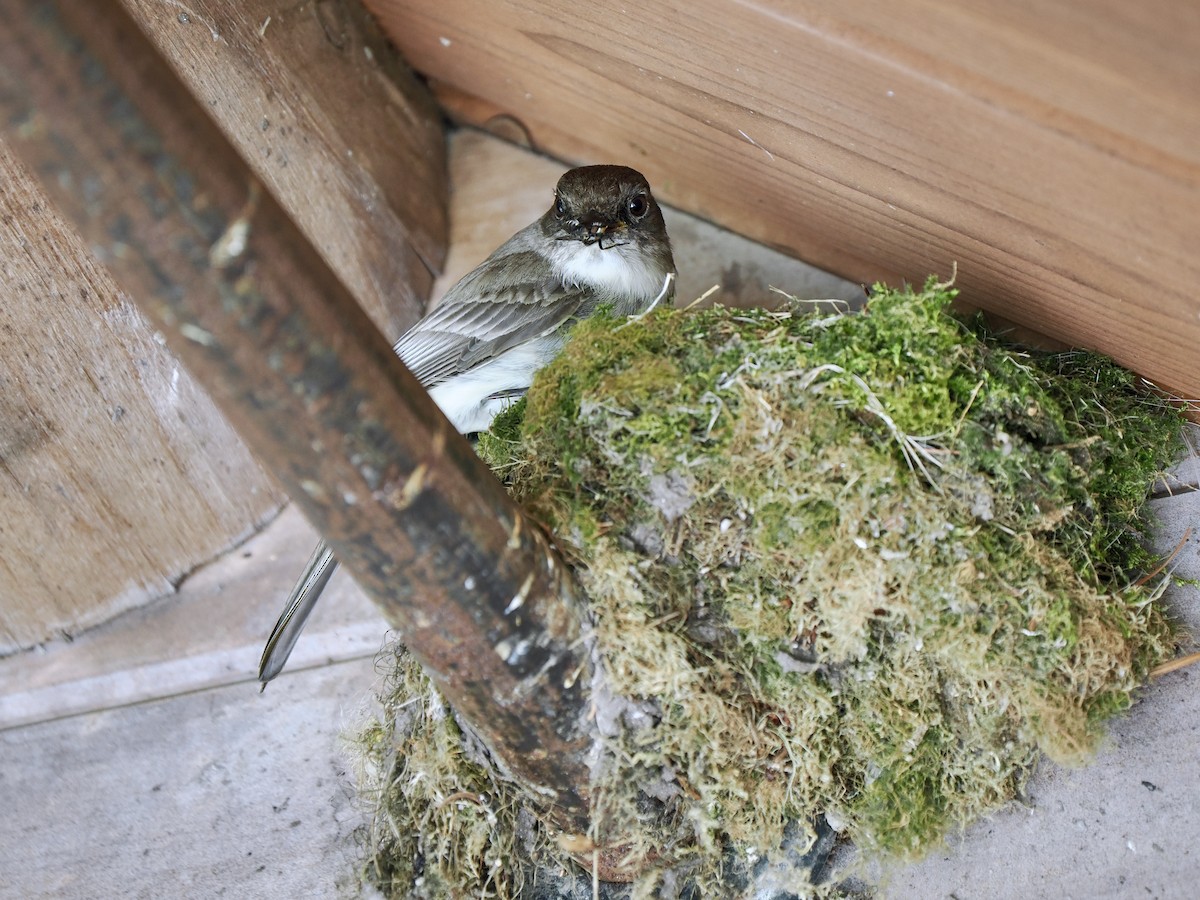 Eastern Phoebe - ML619901816