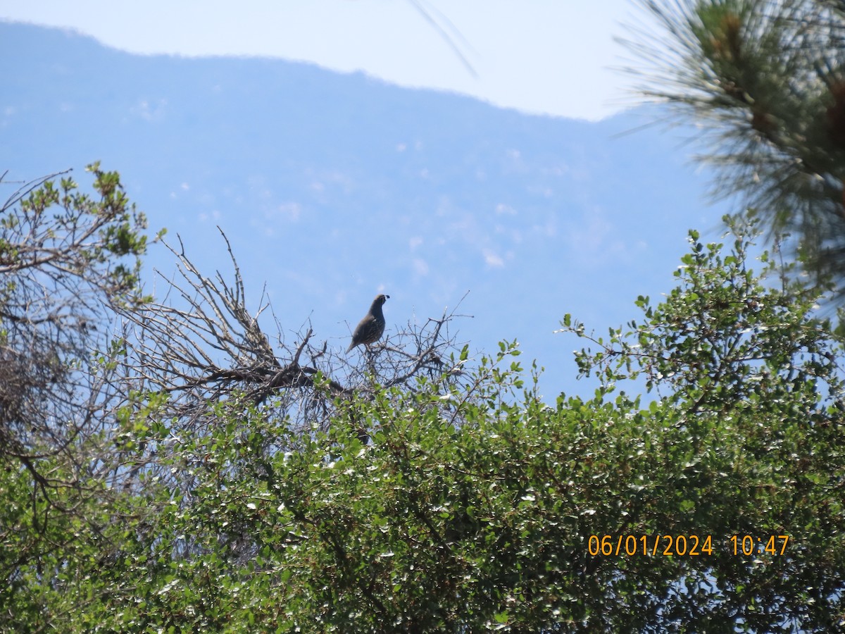 California Quail - ML619901820