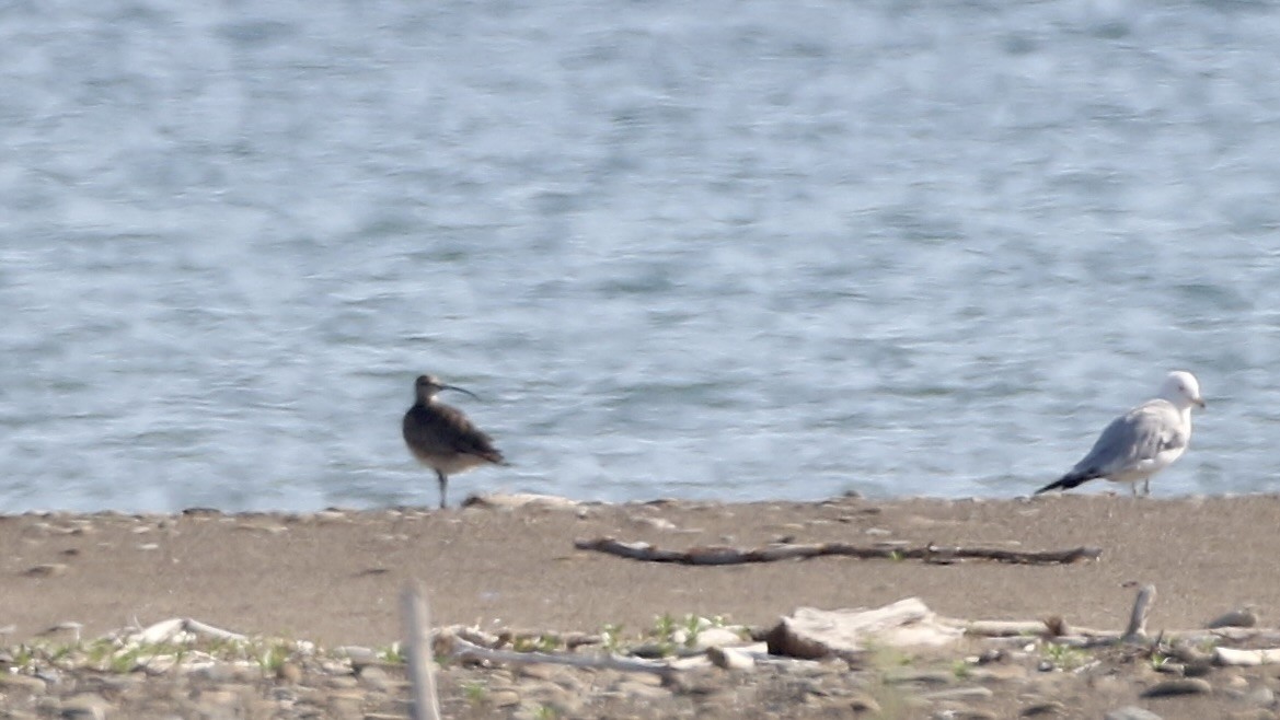 Whimbrel (Hudsonian) - ML619901835