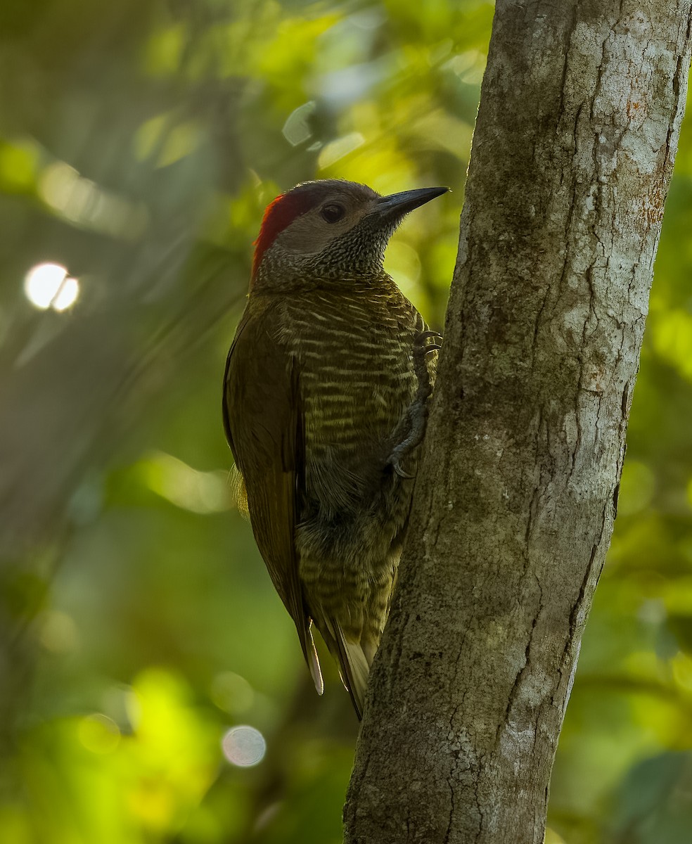 Golden-olive Woodpecker - ML619901837