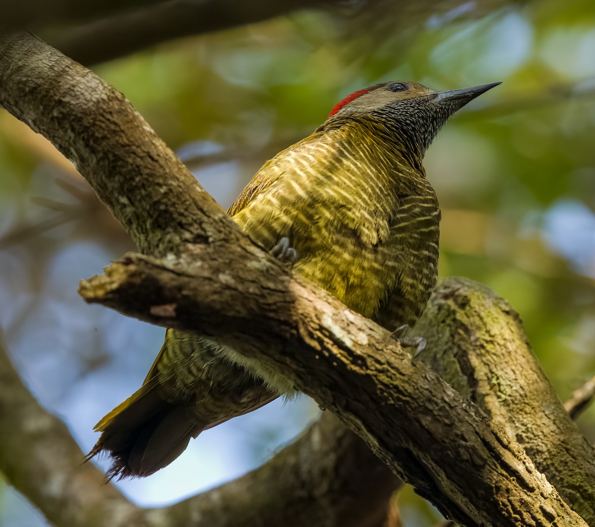 Golden-olive Woodpecker - ML619901838