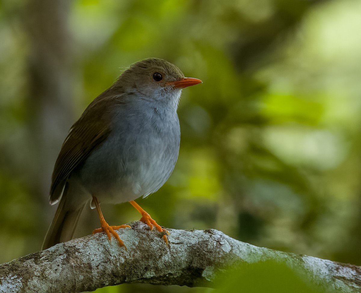 Orange-billed Nightingale-Thrush - ML619901848