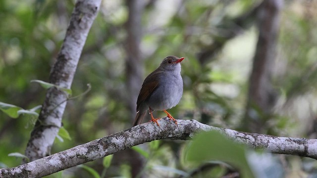 Orange-billed Nightingale-Thrush - ML619901855