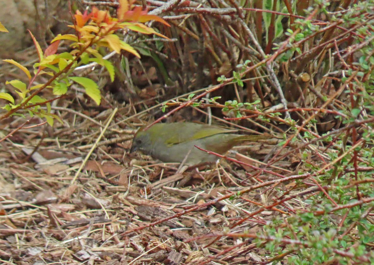 Green-tailed Towhee - ML619901868