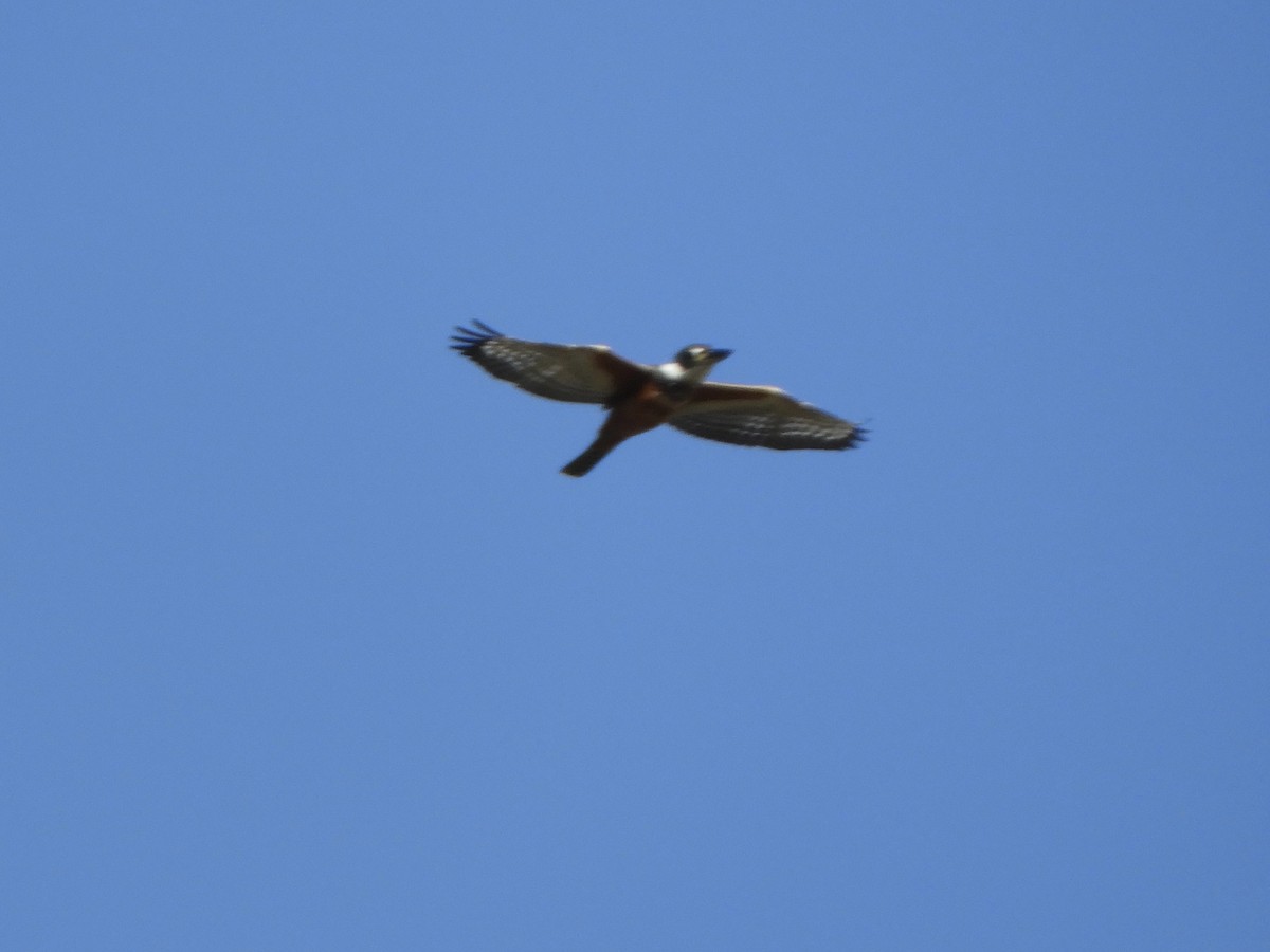 Красногрудый зимородок - ML619901870