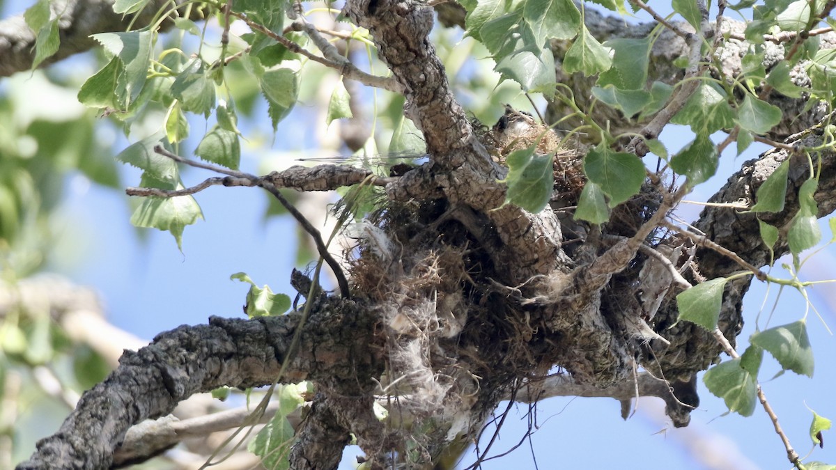 Eastern Kingbird - ML619901893