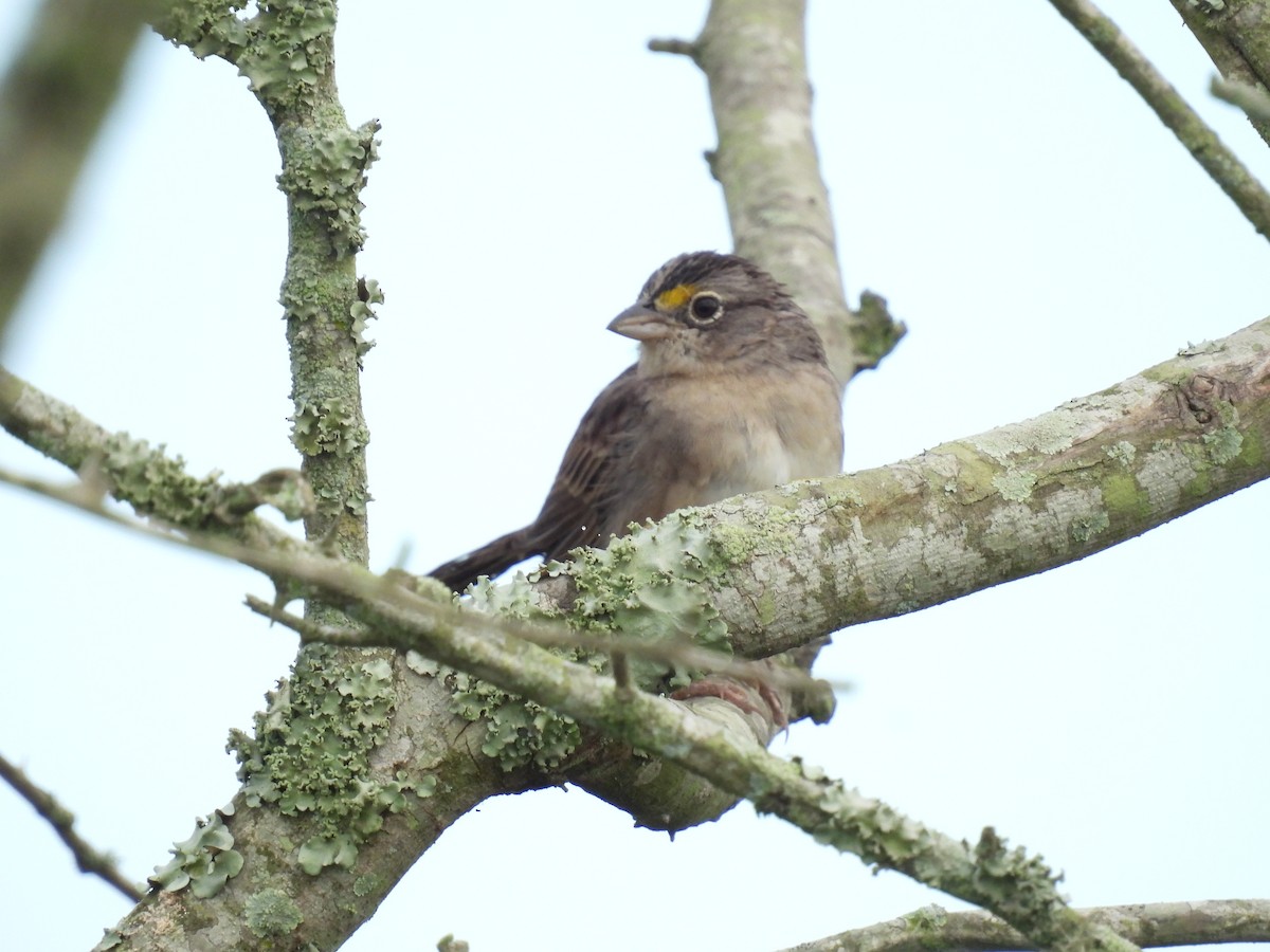 Grassland Sparrow - ML619901903