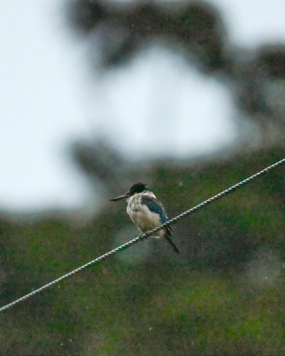 Sacred Kingfisher (New Zealand) - ML619901904