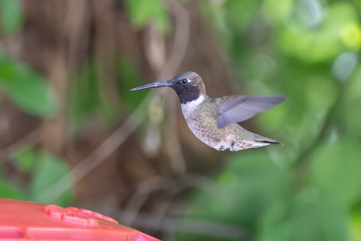 Colibri à gorge noire - ML619901909