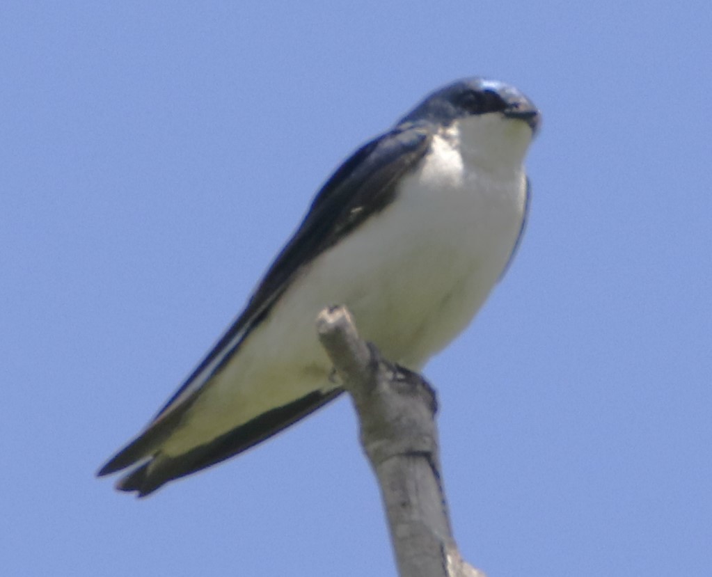 Tree Swallow - ML619901915