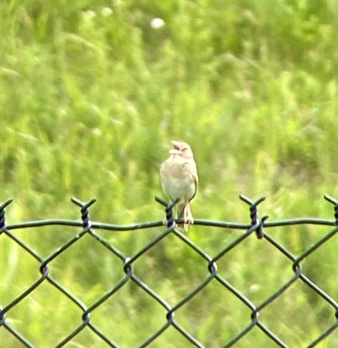 Grasshopper Sparrow - ML619901920