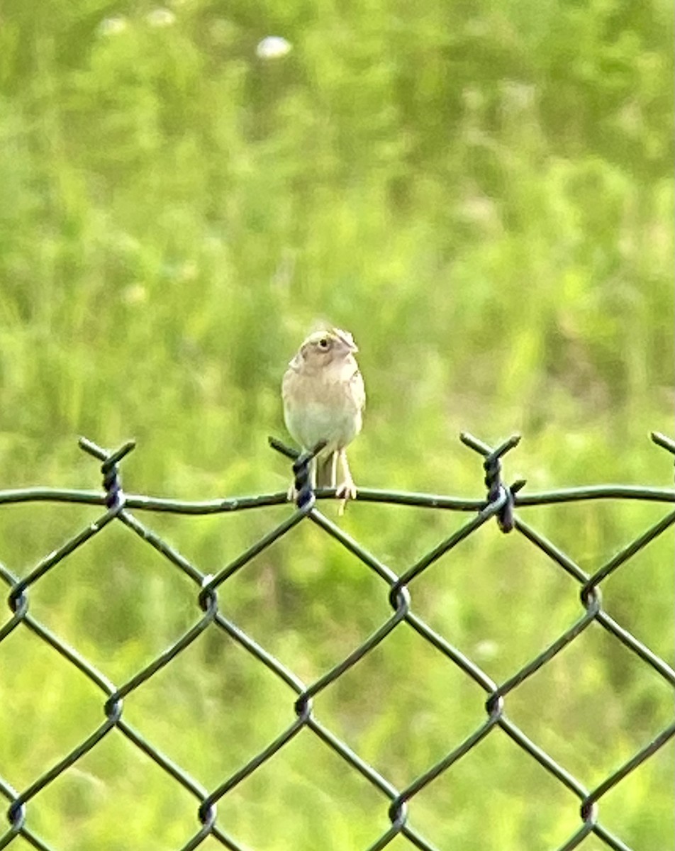 Grasshopper Sparrow - ML619901921