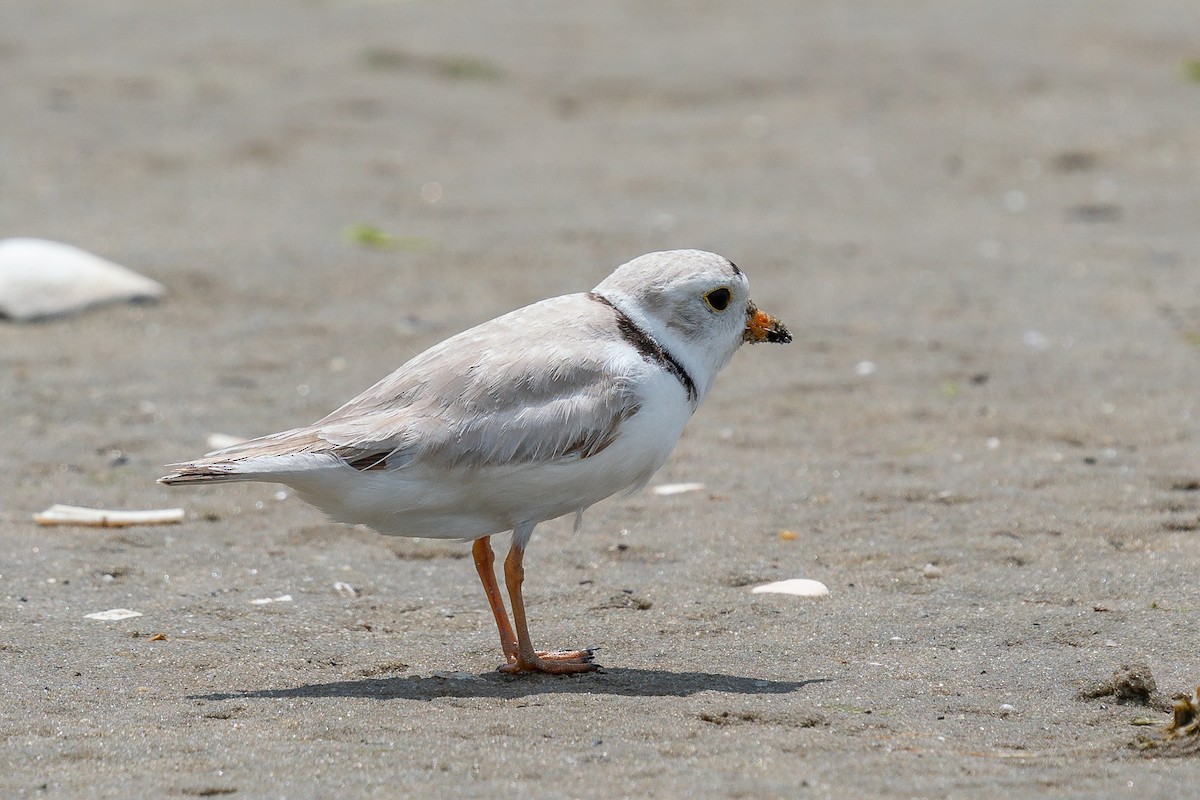 Piping Plover - ML619901938