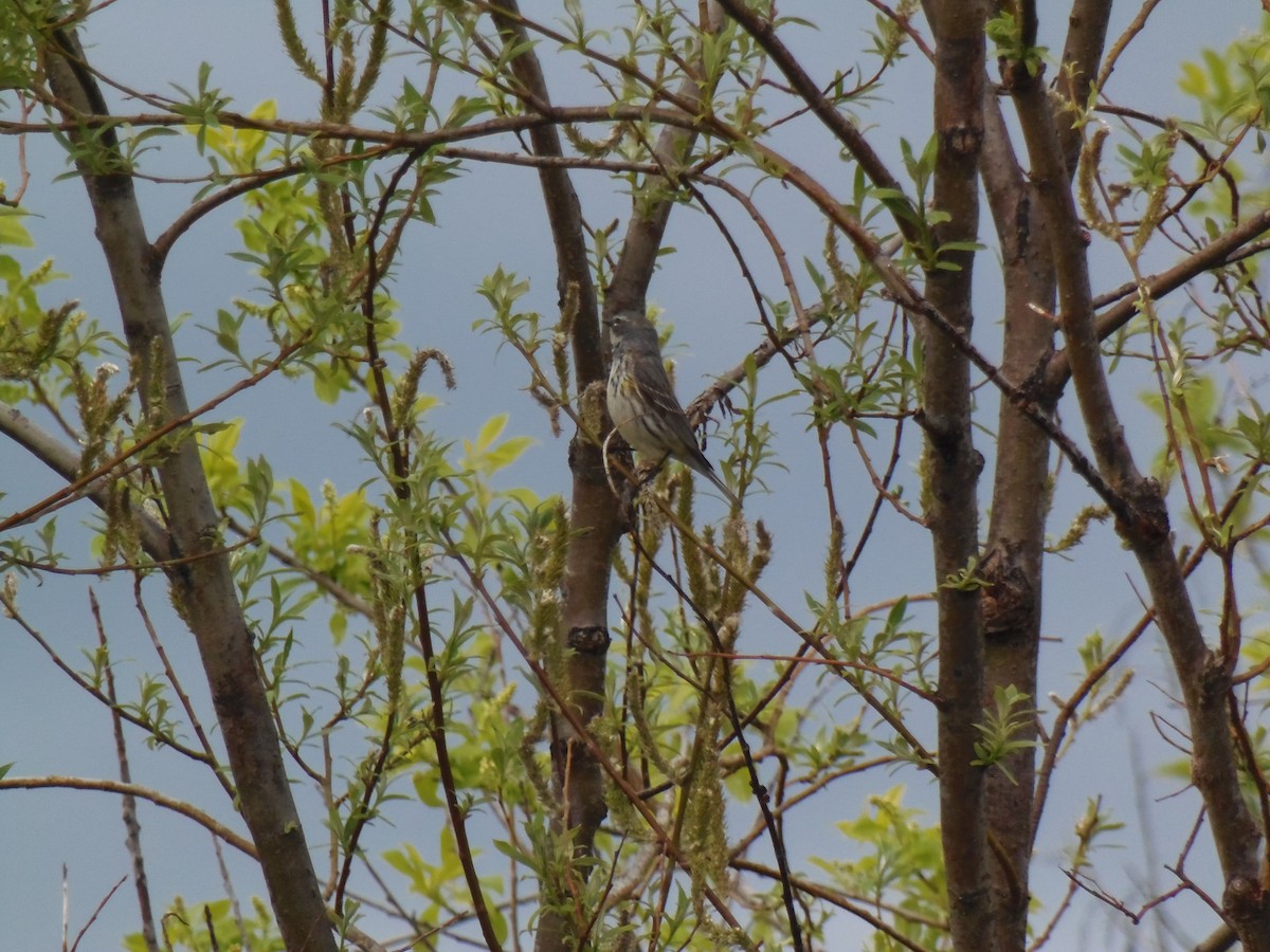 Yellow-rumped Warbler - ML619901942