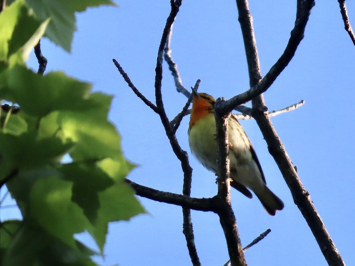 Blackburnian Warbler - ML619901949