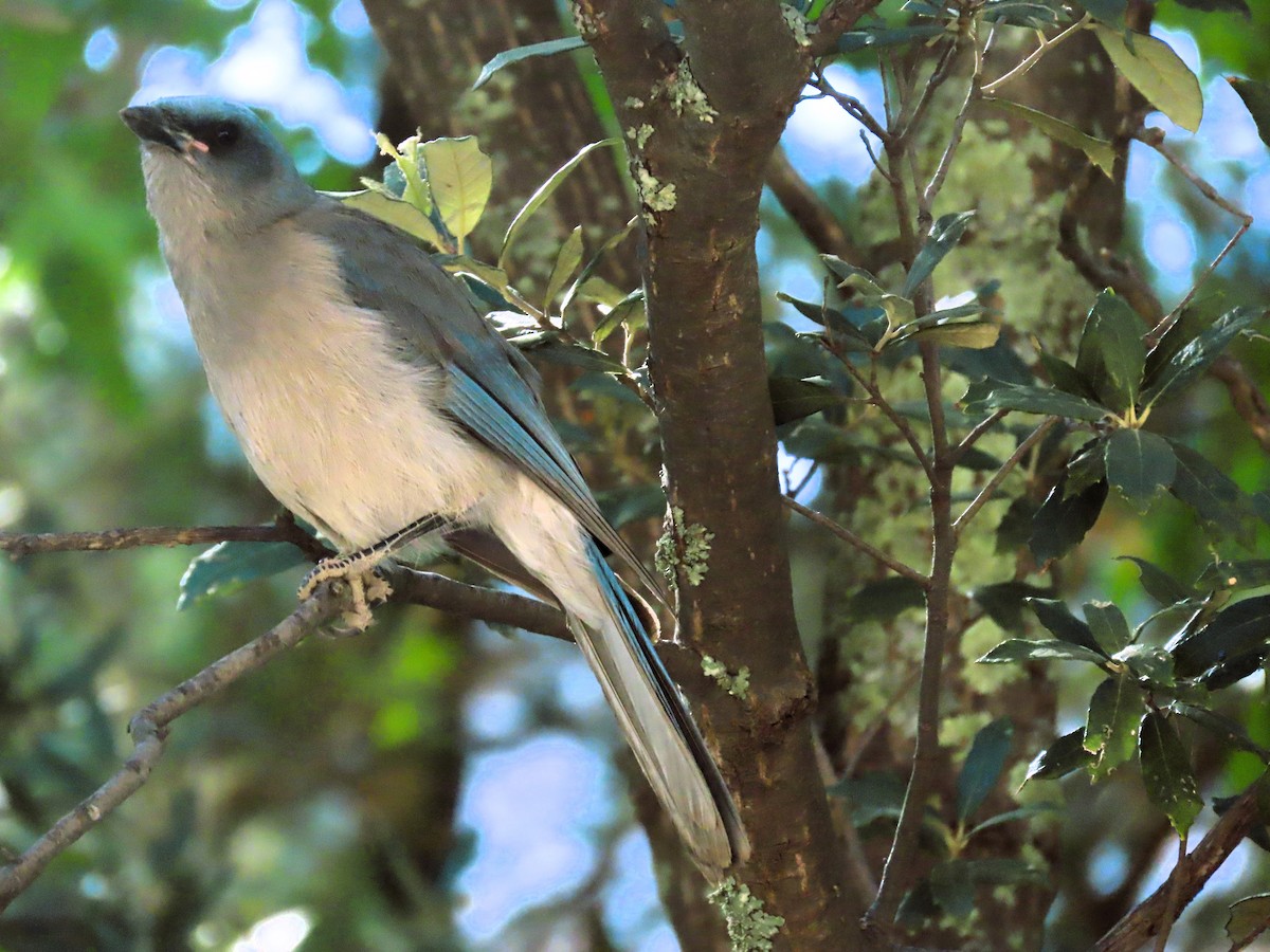 Mexican Jay (Arizona) - ML619901954