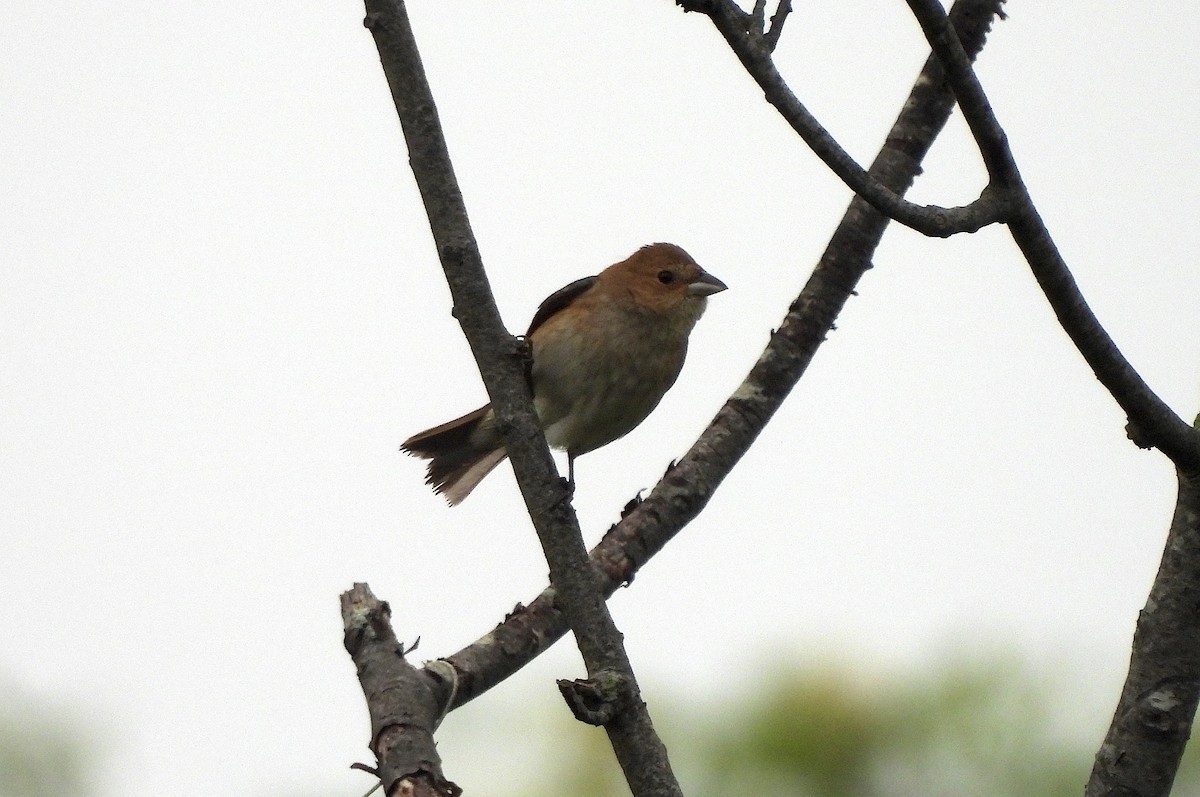 Indigo Bunting - ML619901959