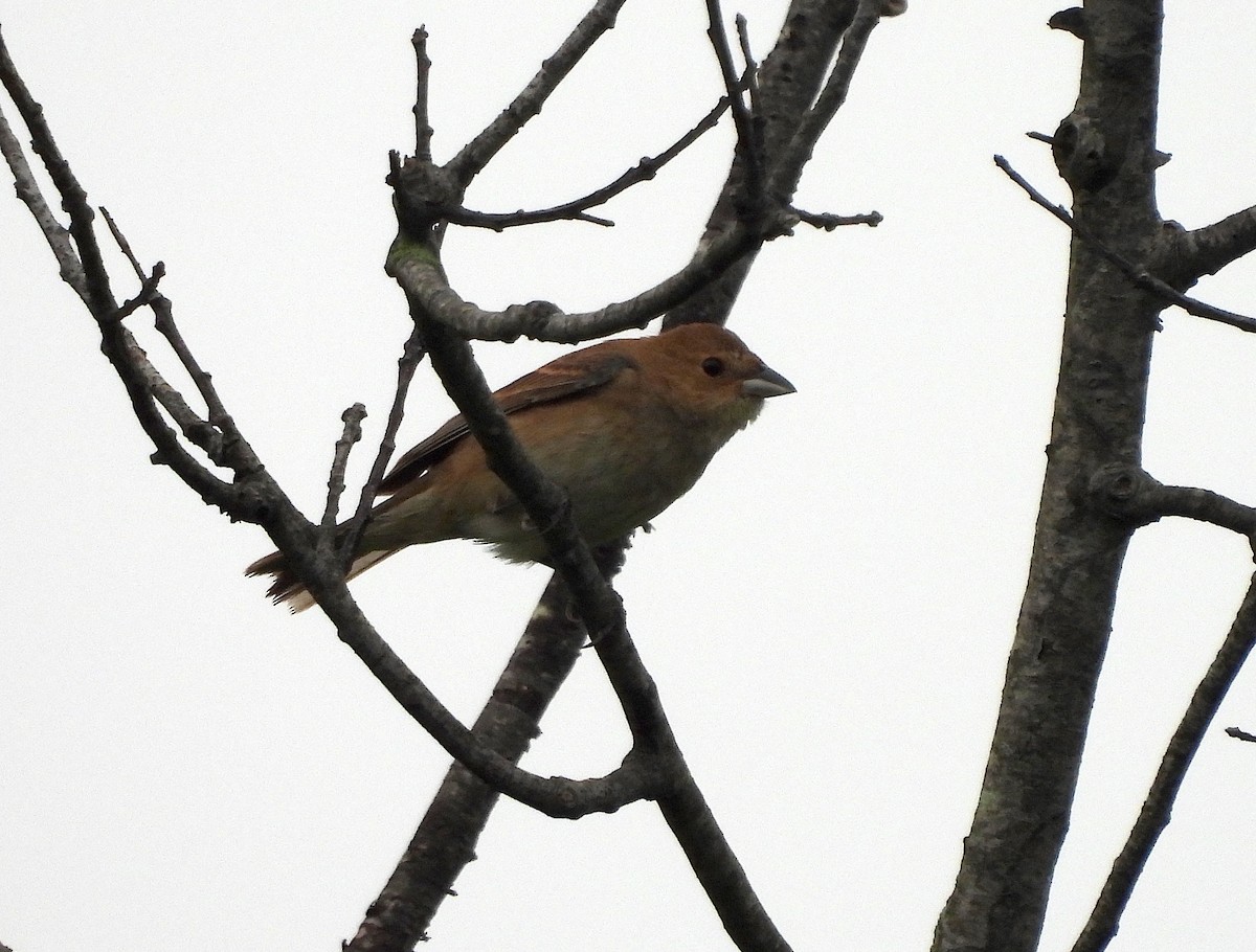 Indigo Bunting - ML619901960