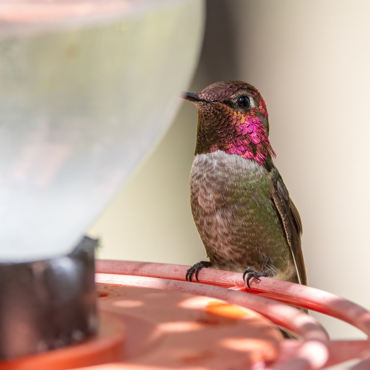 Anna's Hummingbird - ML619901962