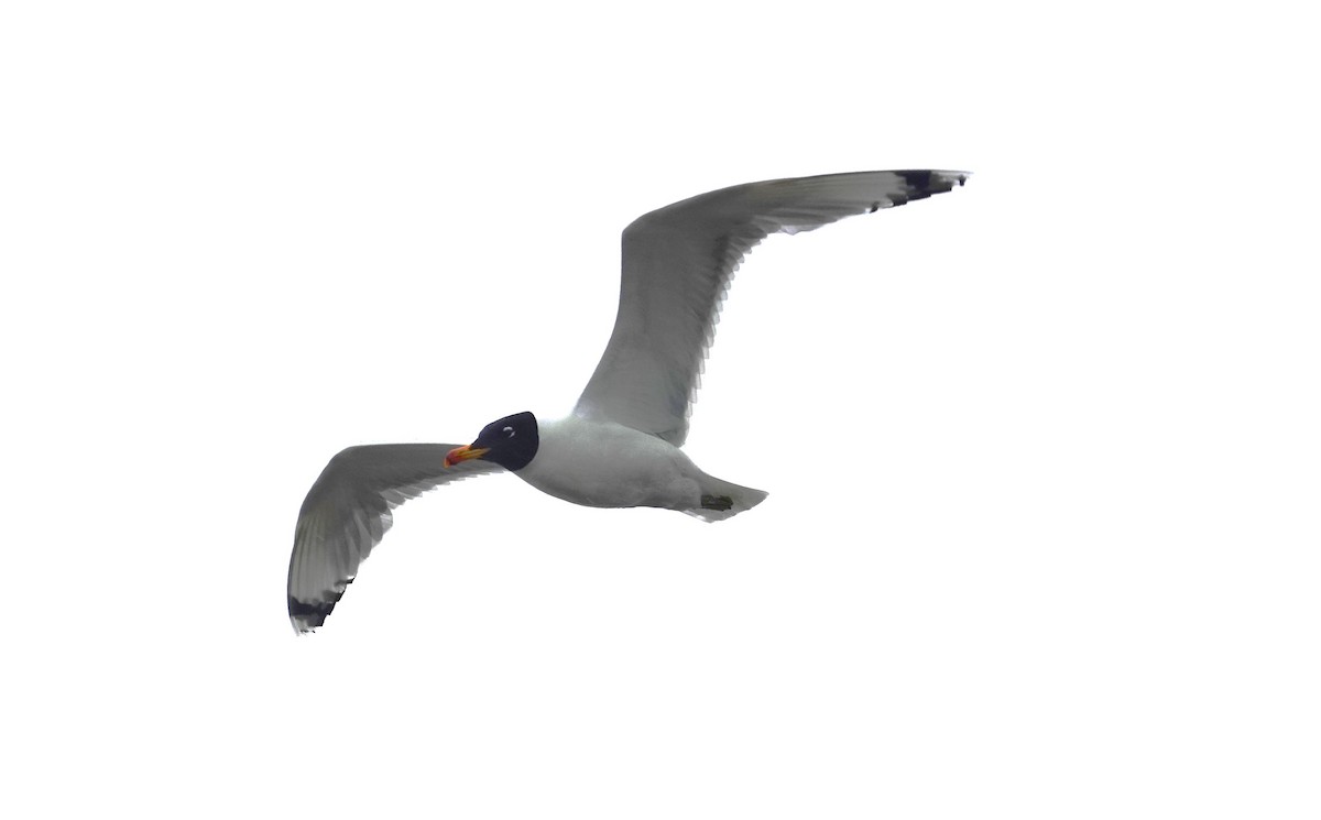 Pallas's Gull - ML619901977