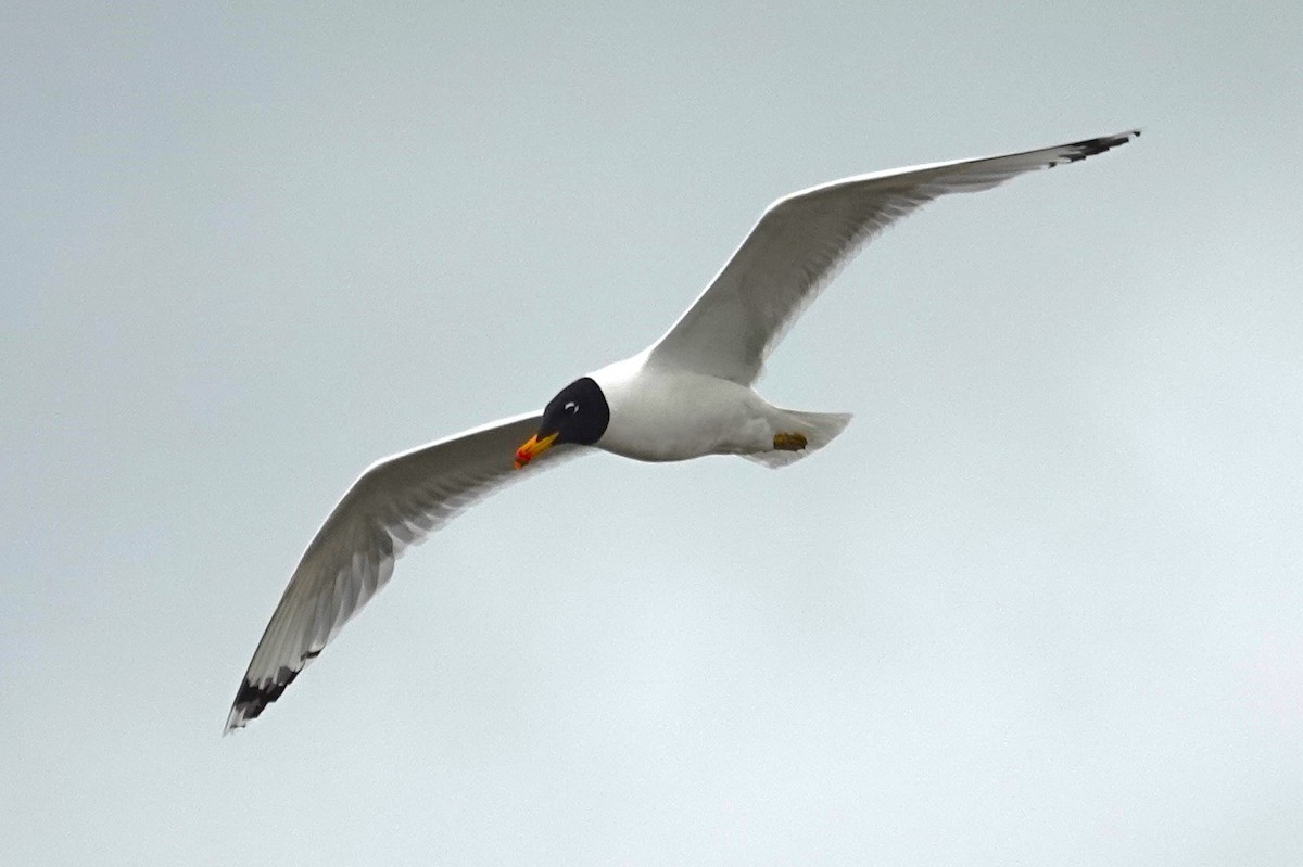 Pallas's Gull - ML619901980