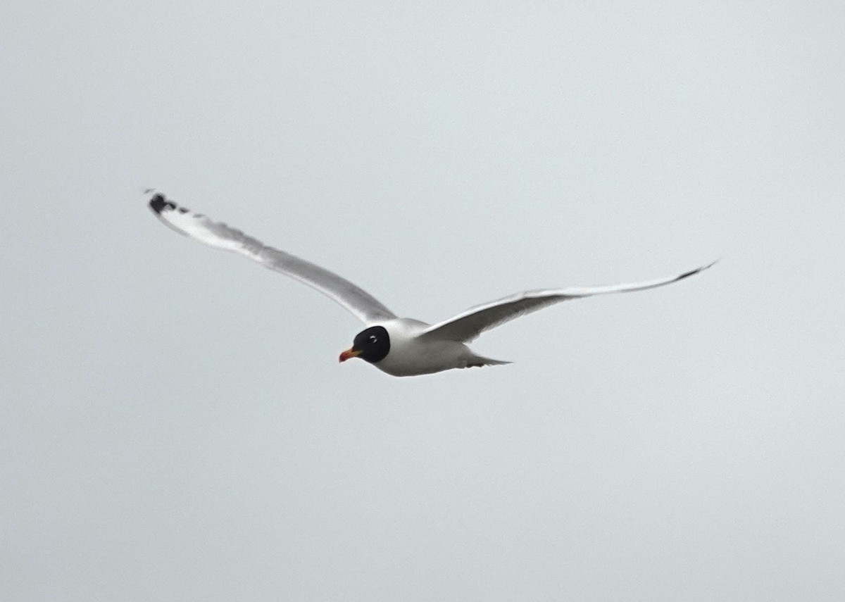 Pallas's Gull - ML619901985