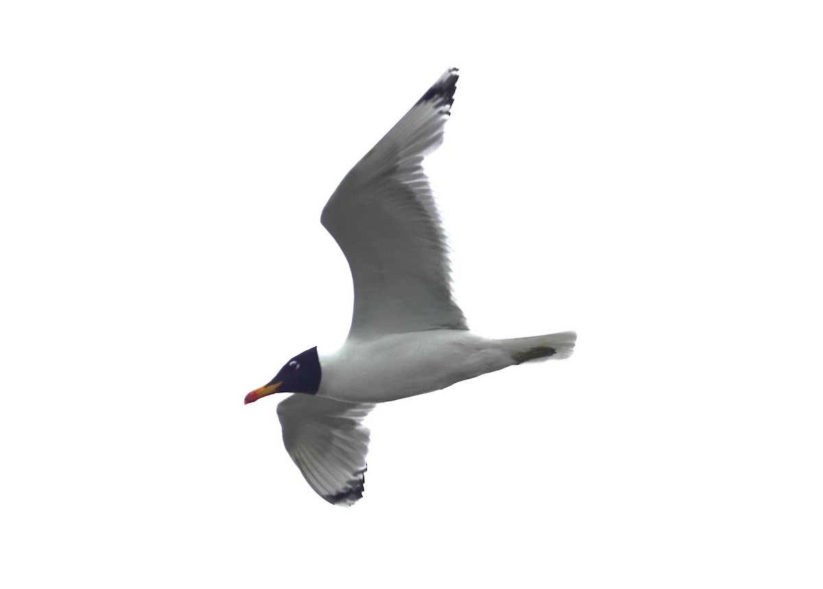 Pallas's Gull - ML619901986