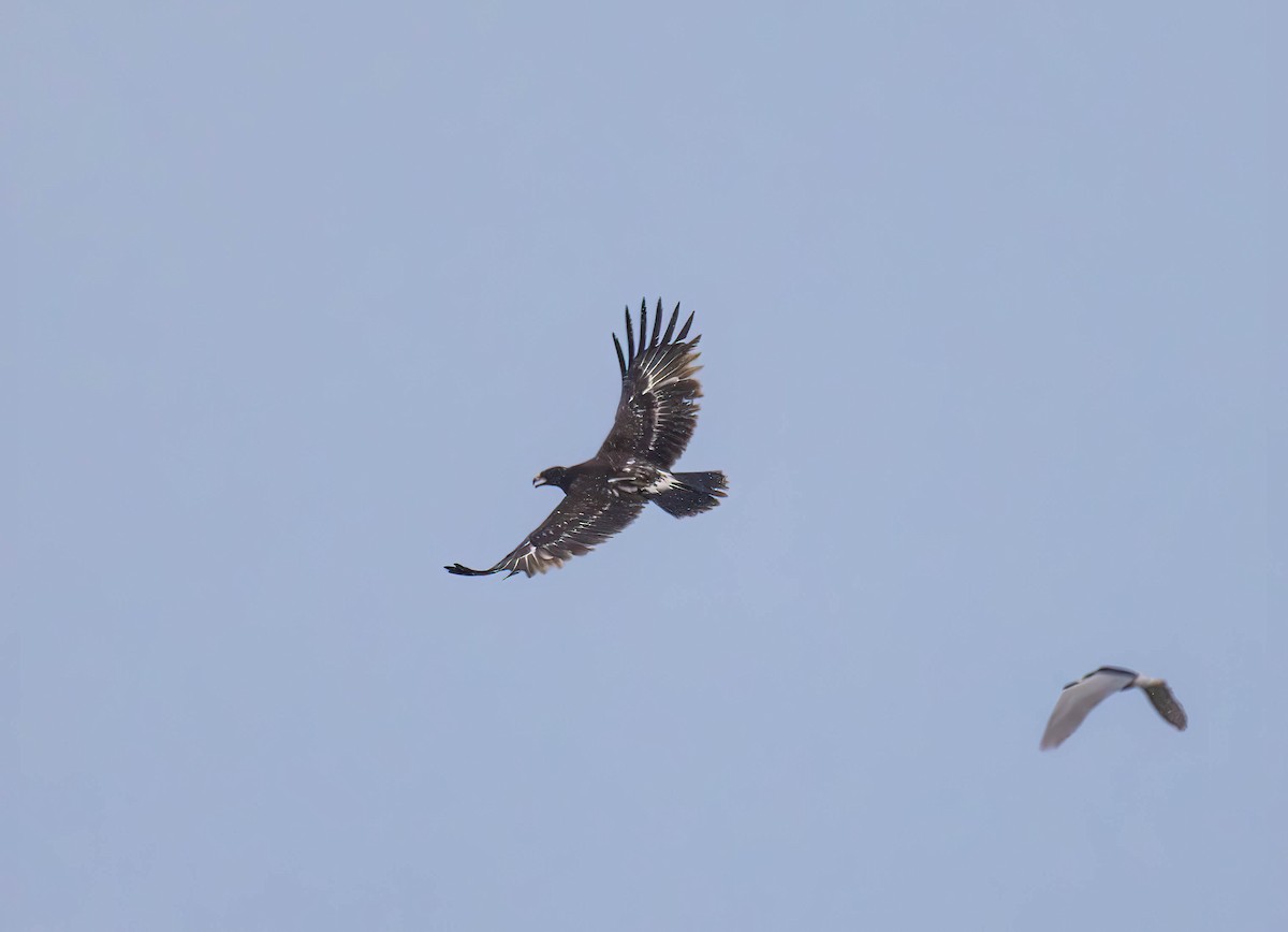 Greater Spotted Eagle - Archer Wang