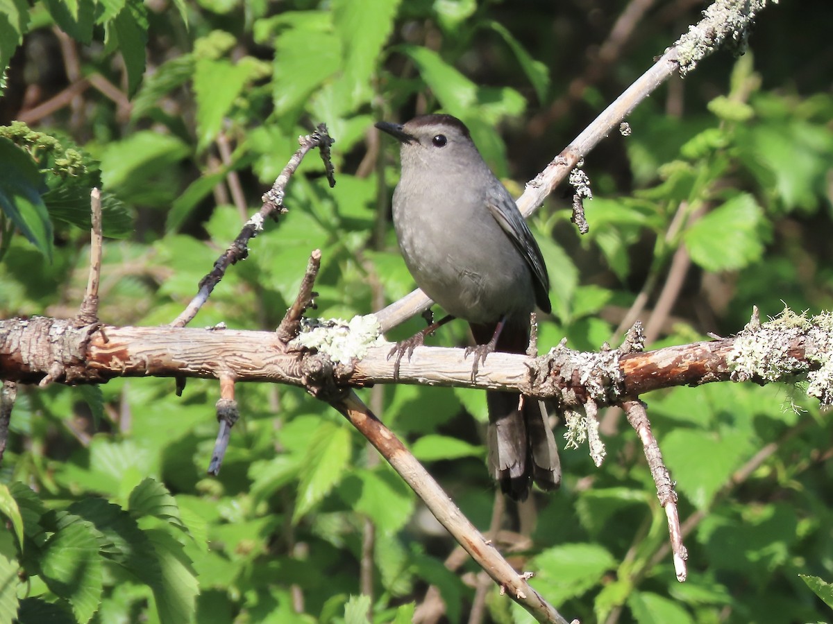 Gray Catbird - ML619901995