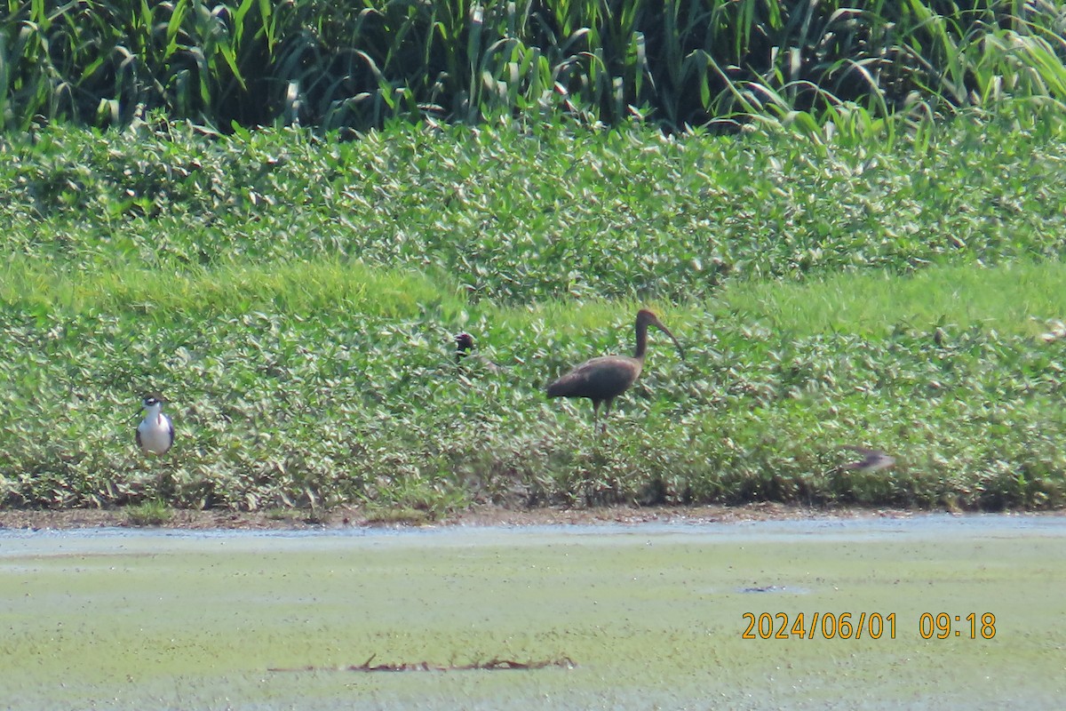 ibis americký - ML619901996