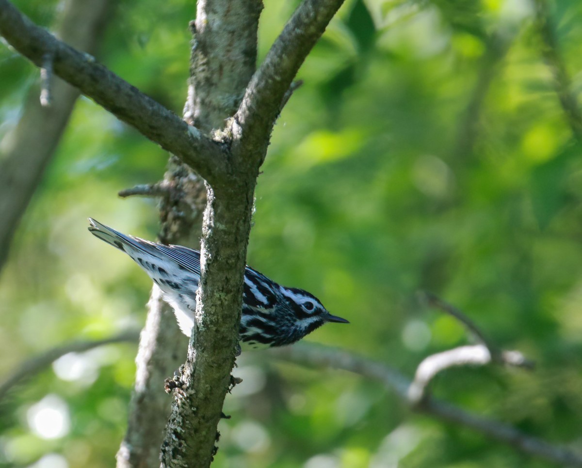 Black-and-white Warbler - ML619901998