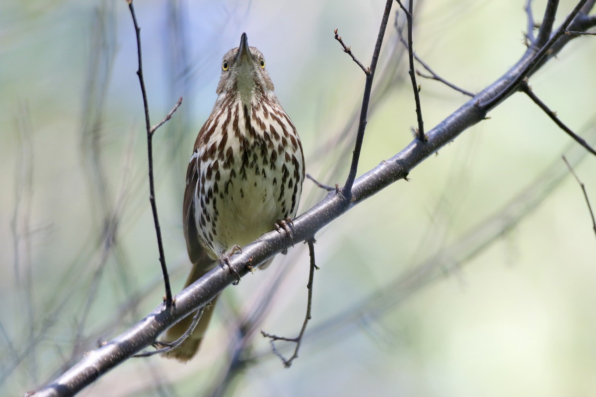 Brown Thrasher - ML619902000