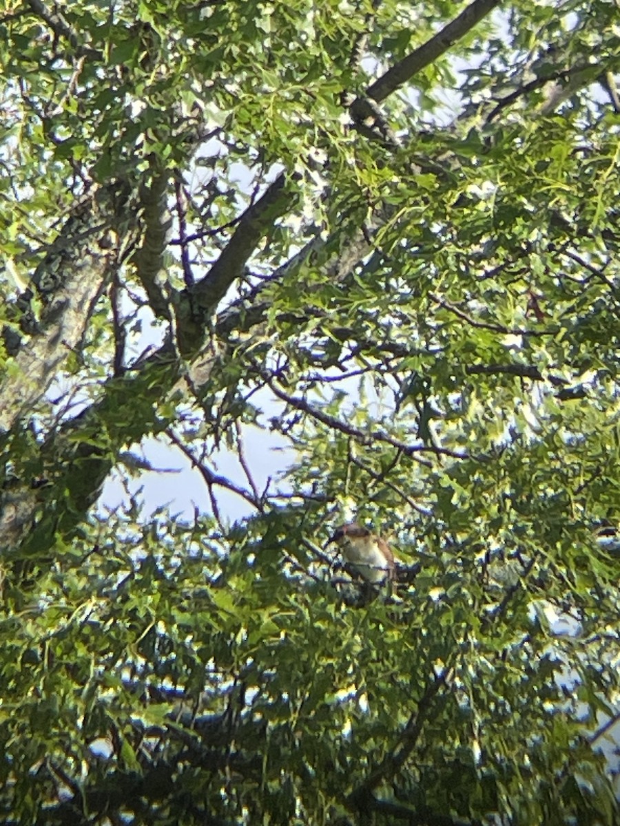 Black-billed Cuckoo - ML619902003