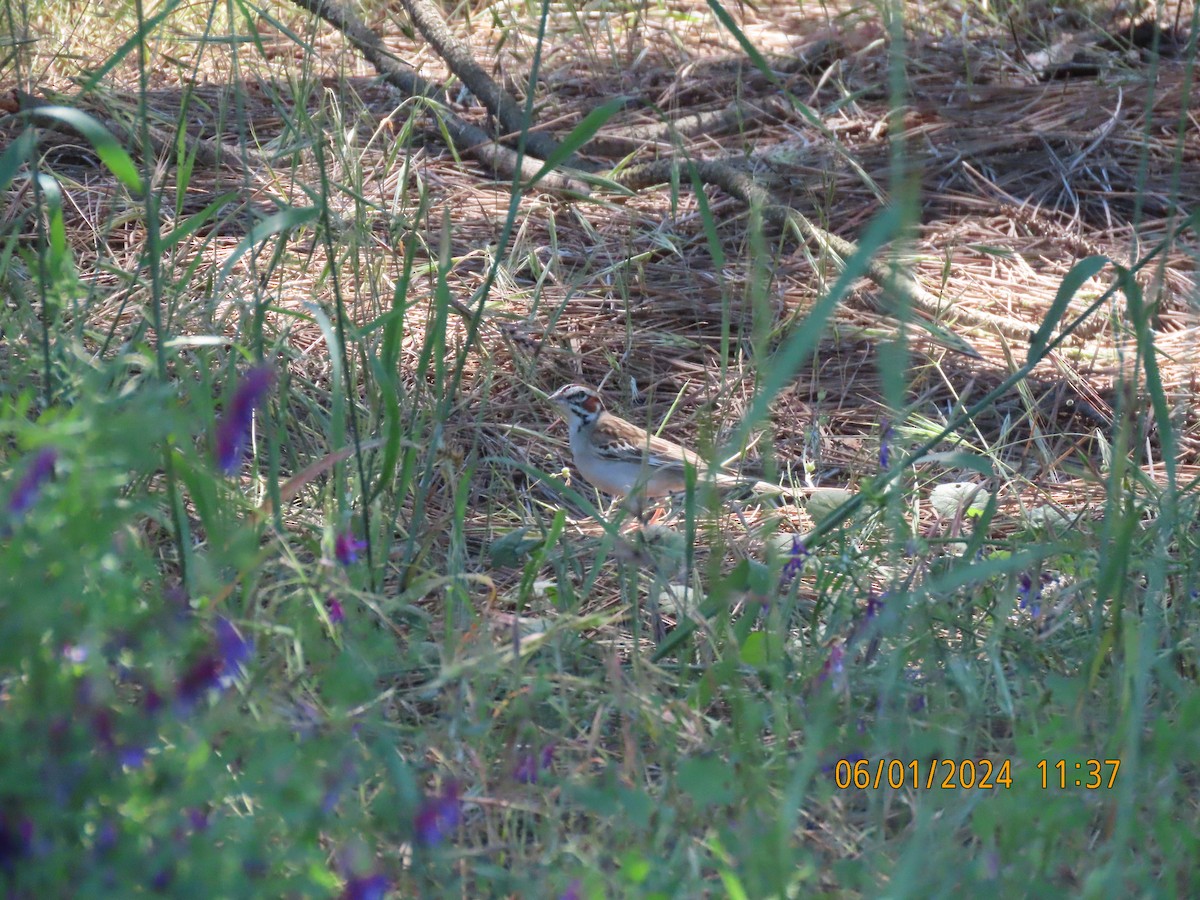 Lark Sparrow - ML619902010