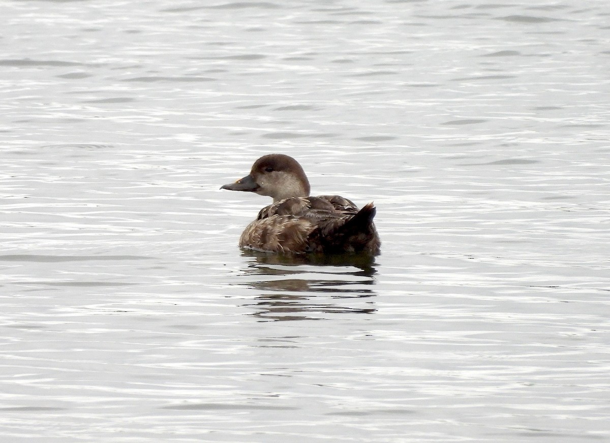 Black Scoter - ML619902011